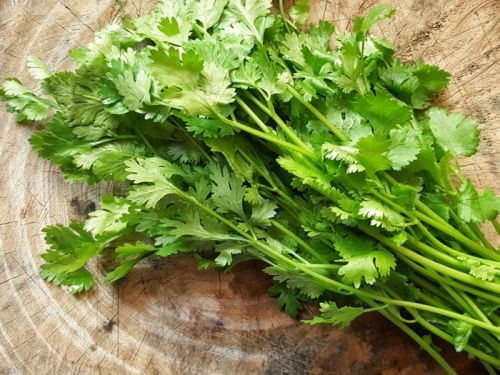 Coriander Leaves, Packaging Size : 100g, 50g