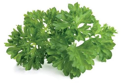 Organic Parsley Leaves, Color : Green