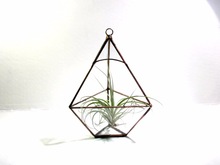 Hanging Terrarium