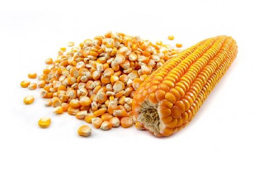 Maize