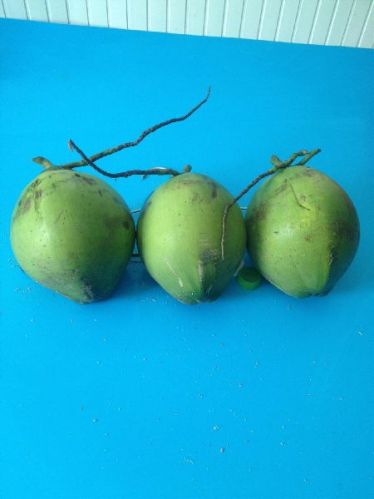 Common Fresh Young Coconut, Brand Name : KIM MINH