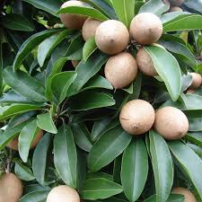 Fresh Sapota, Feature : Good For Health