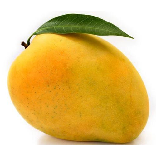 Fresh Mango, Variety : Alphonso