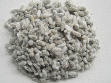 Cotton Seed