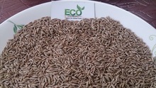 Raw Cumin Seed, Shelf Life : 2 Year