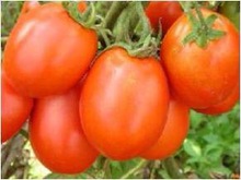 Tomato Seeds, Color : Red