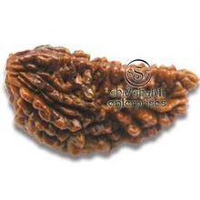 1 Mukhi Rudraksha