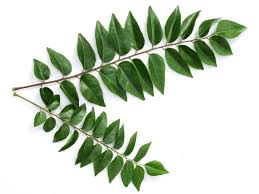 Curry Leaf