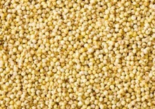 Common Foxtail Millet, Style : Dried