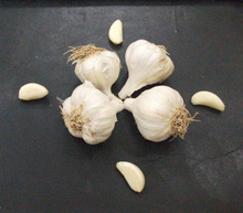 Fresh Dry Garlic, Packaging Type : Plastic Bags