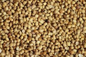 Coriander Seeds