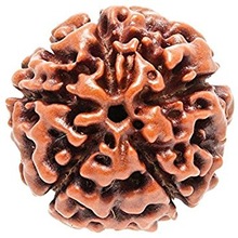 Organic Material Five Mukhi Rudraksha, Size : Custom Size
