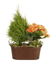 Dios Oval Shape Decorative Planter