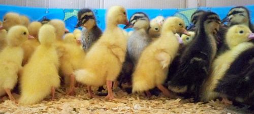 Black White Pekin Ducklings