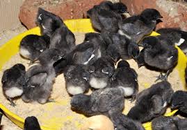 Black Kadaknath Chick