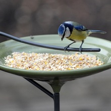 Garden Decorative Bath Feeder