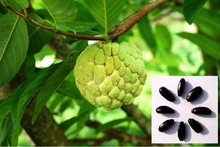 Apple Fruits Tree Seeds, For Germination, Packaging Type : 5, 25