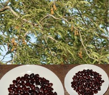 Fruits Tree Seeds, Color : Reddish Broun