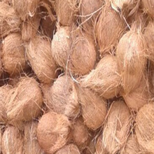 Whole Semi Husked Coconuts, Color : Light Brown