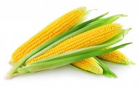 Yellow maize, Cultivation Type : Organic