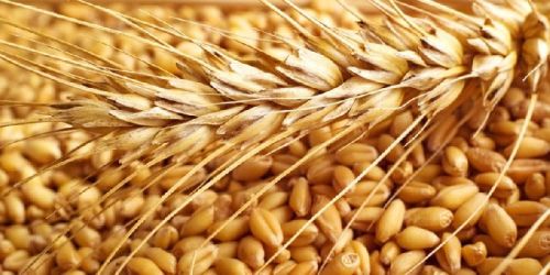 Wheat Seed