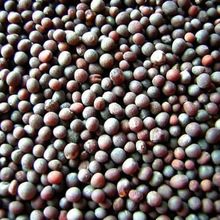 Black Mustard Seeds, Cultivation Type : Natural
