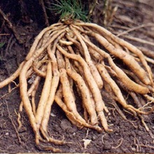 Dried Shatavari Root, Grade : Premium