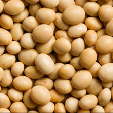 Soya Bean, For Food, Style : Fresh