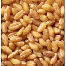 Wheat Grain