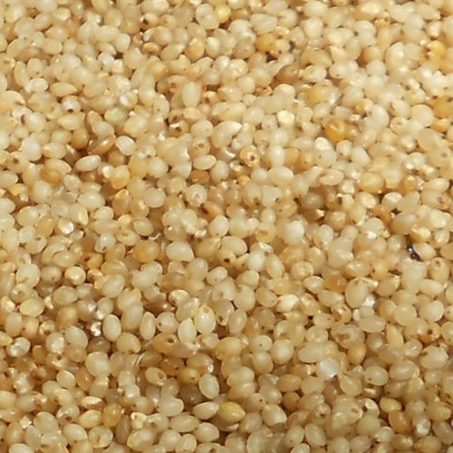 Millet Seed