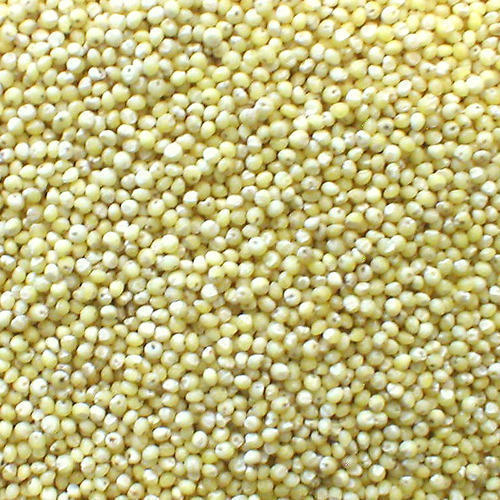 Natural Millet Seed