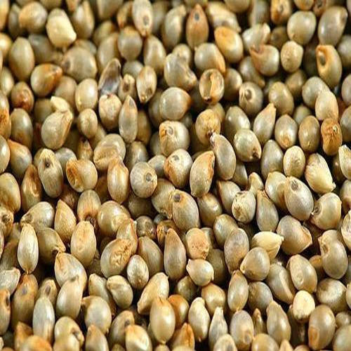 Pearl Millet Seeds