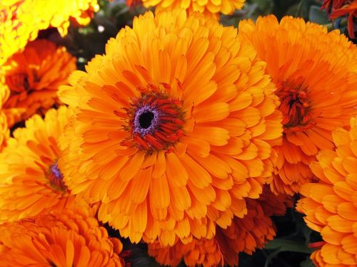Organic Fresh Marigold Flowers, Color : Yellow