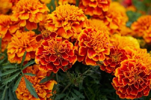 Marigold Flower, Style : Fresh