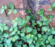 BOERHAAVIA DIFFUSA ROOTS POWDER