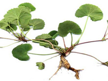 CENTELLA ASIATICA PLANT POWDER