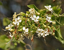 CLERODENDRUM PHLOMIDIS LEAVES POWDER