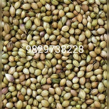 Raw Coriander Seeds, Color : Brown