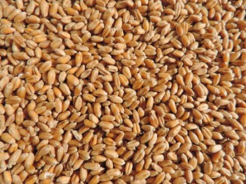 Wheat Seeds, For Beverage, Flour, Food, Grade : Premium
