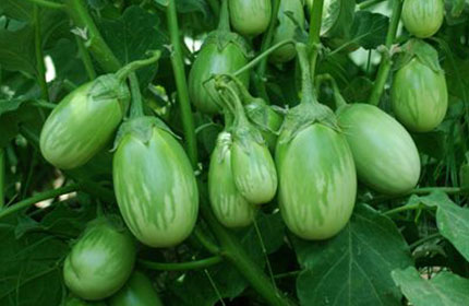 Brinjals