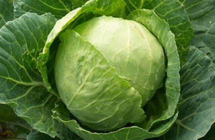 Cabbage