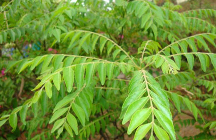 Fresh Curry Leaves