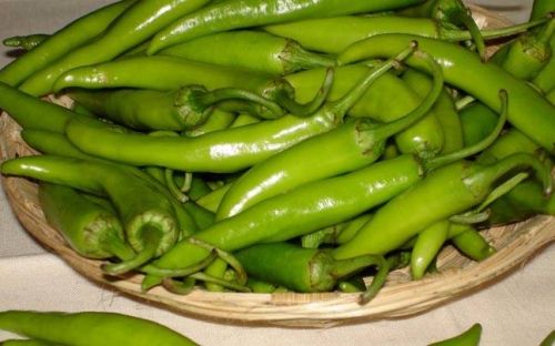 Fresh Big Green Chilli, Packaging Type : Gunny Bags, Jute Bag, PP Bag