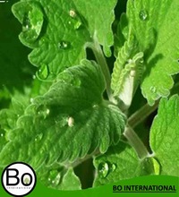 Catnip Oil, Purity : 100 %