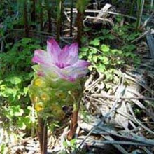 Zedoaria Essential Spices Oil, Color : Golden Yellow Viscous Liquid