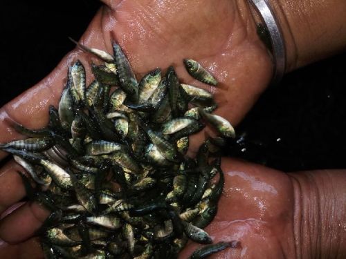 Monosex Tilapia Fish Seeds