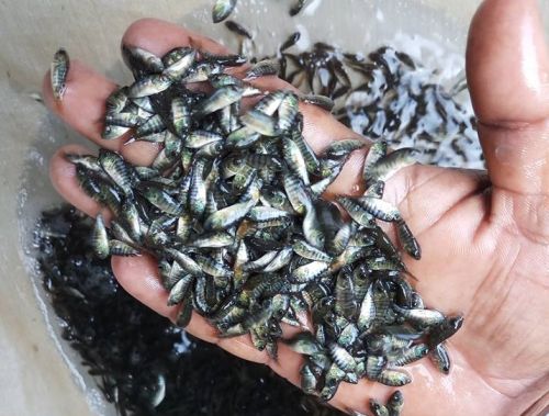 Monosex Tilapia Fish Seeds