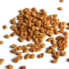 Dried Sortexed Fenugreek Seeds, Color : Caramel To Light Yellow