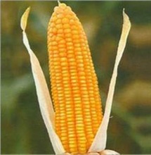 Common Yellow Maize Corn