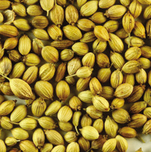 Dehydrated Coriander Seeds, Color : Yellowish Green